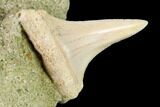Fossil Mako Shark Tooth On Sandstone - Bakersfield, CA #144470-1